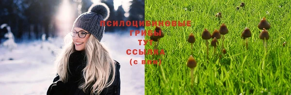 сатива Беломорск